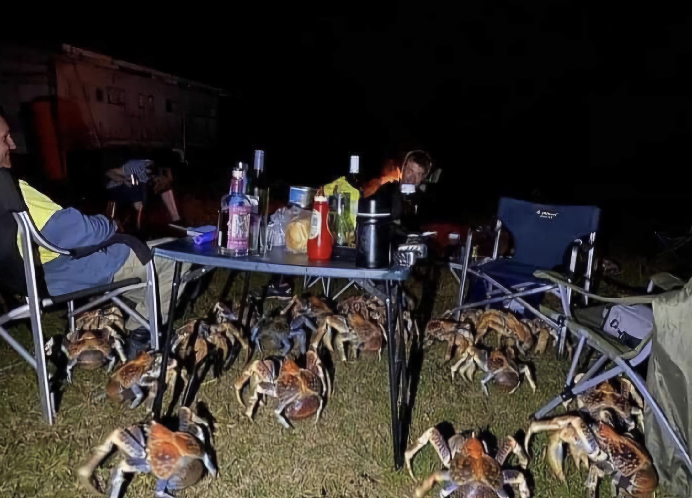 pack of coconut crabs